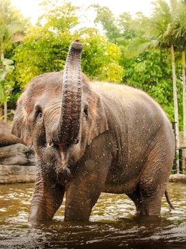 Elephant splashing in water at Australia Zoo with lush greenery in the background.