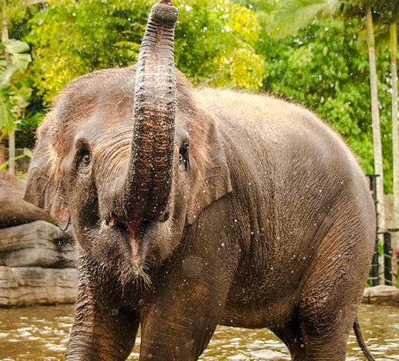 Elephant splashing in water at Australia Zoo with lush greenery in the background.