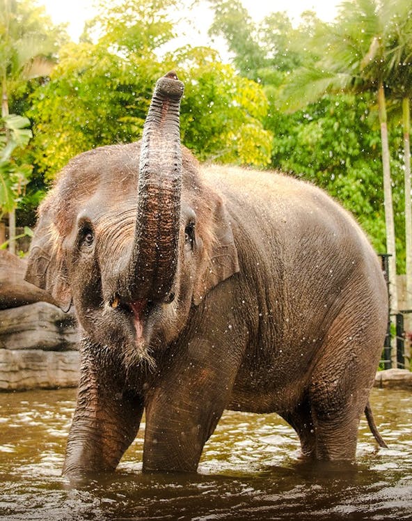 Elephant splashing in water at Australia Zoo with lush greenery in the background.