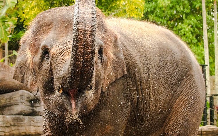 Elephant splashing in water at Australia Zoo with lush greenery in the background.