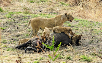 from zanzibar: 4-day mikumi national park safari & udzungwa waterfall hike-9