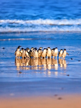 Penguins on the beach at Phillip Island Nature Parks, Melbourne.