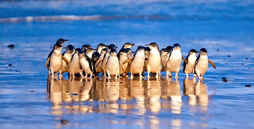 Phillip Island Nature Park Tickets