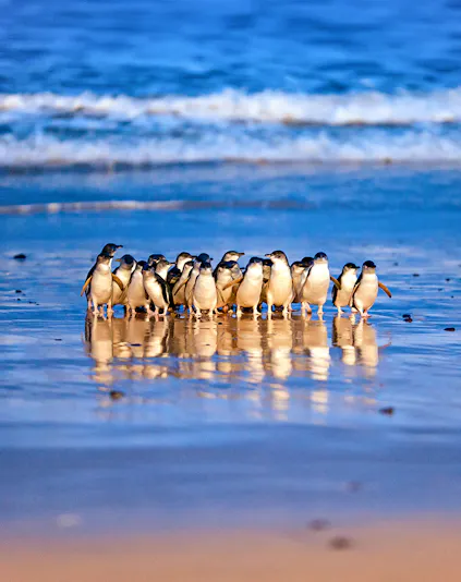Penguins on the beach at Phillip Island Nature Parks, Melbourne.