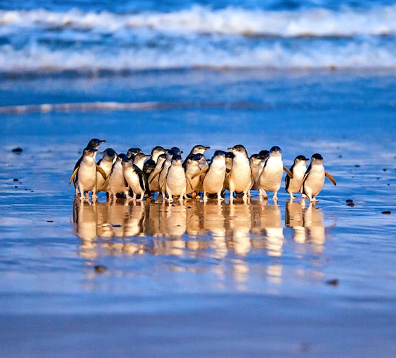 Penguins on the beach at Phillip Island Nature Parks, Melbourne.