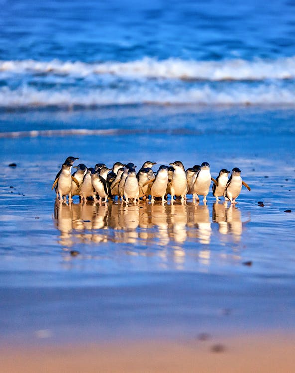Penguins on the beach at Phillip Island Nature Parks, Melbourne.