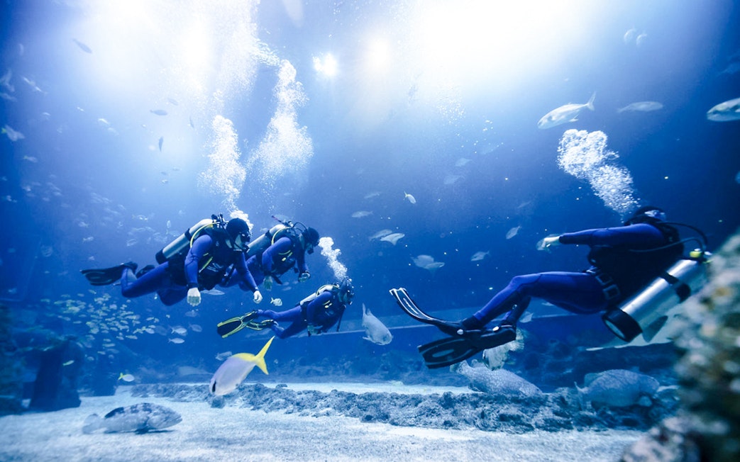 Divers exploring underwater at Singapore Oceanarium.
