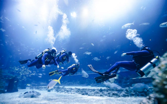 Divers exploring underwater at Singapore Oceanarium.