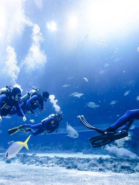 Divers exploring underwater at Singapore Oceanarium.