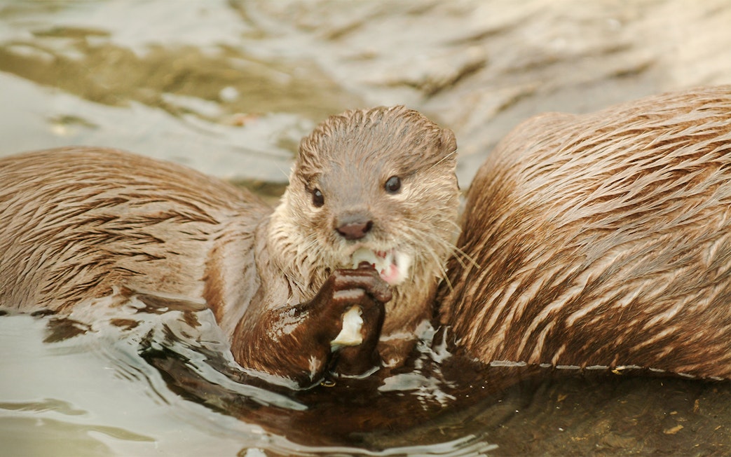 Otter eating at Sea Life Oberhausen.