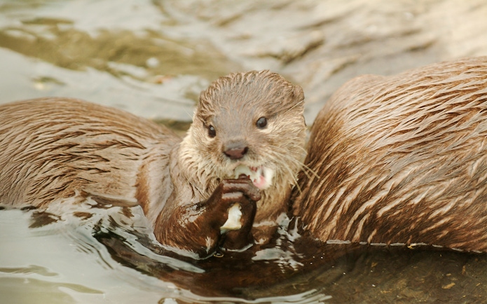 Otter eating at Sea Life Oberhausen.