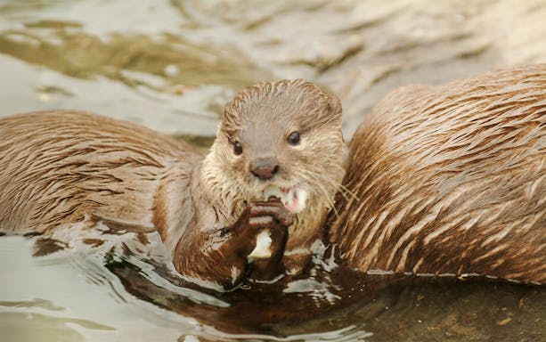 Otter eating at Sea Life Oberhausen.