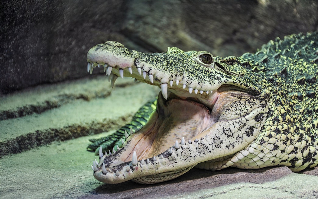 Cuban Crocodile with open mouth at Sea Life Hannover tropical greenhouse.