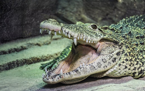 Cuban Crocodile with open mouth at Sea Life Hannover tropical greenhouse.