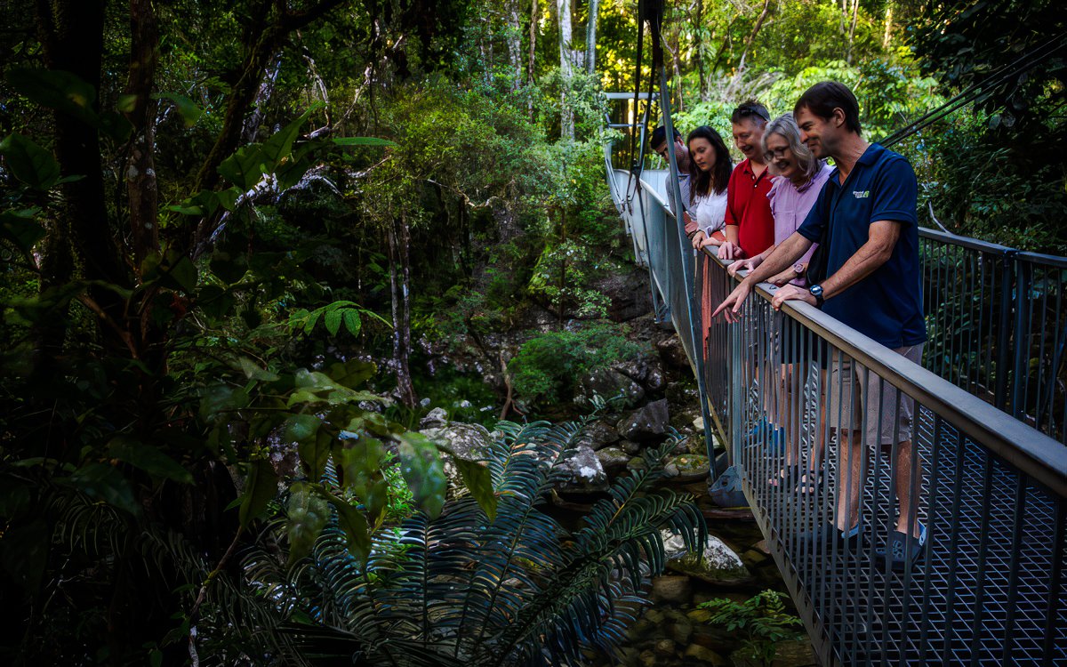 Tourists on a walkway in Daintree Rainforest, observing lush greenery.