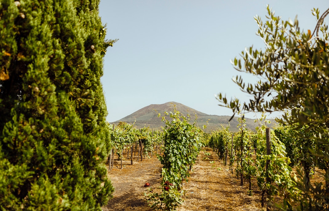 Vineyard on Mount Vesuvius slopes in Naples, Italy.