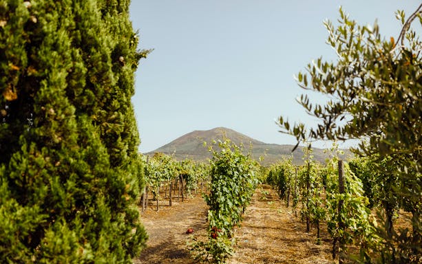 Vineyard on Mount Vesuvius slopes in Naples, Italy.