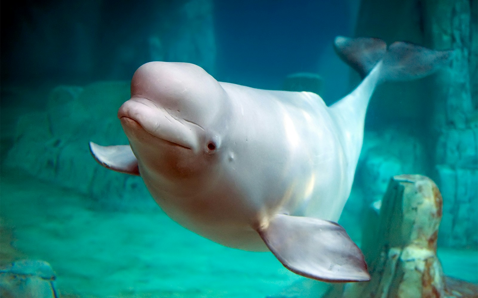 Oceanografic Valencia aquarium with diverse marine life exhibits in Spain.