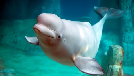 Oceanografic Valencia- beluga whales