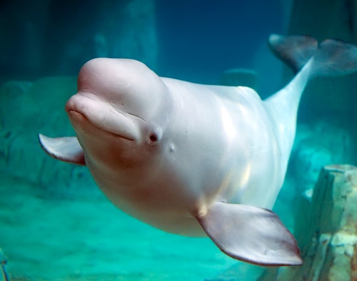 Oceanografic Valencia aquarium with diverse marine life exhibits in Spain.