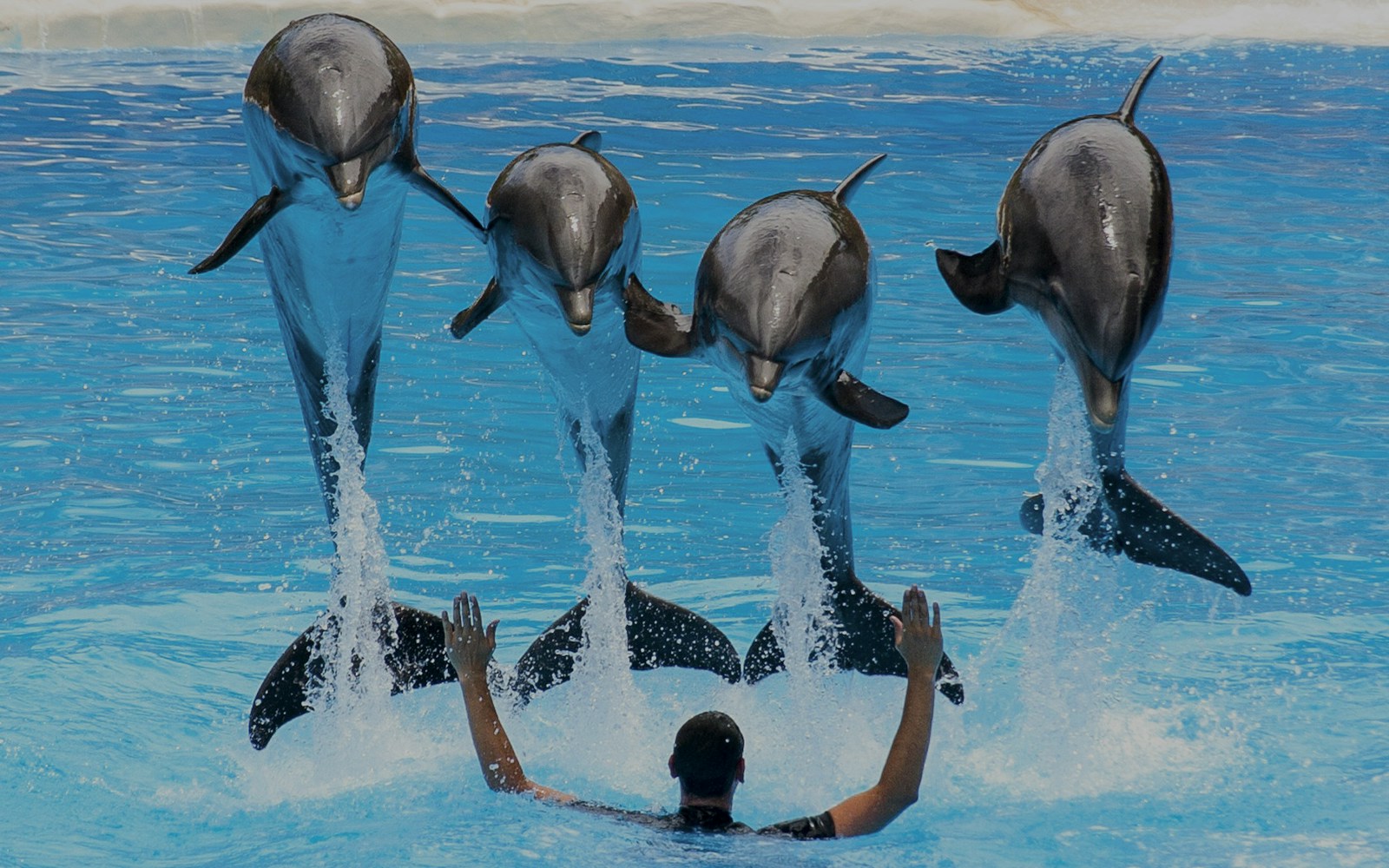 Dolphins performing synchronized swimming at trainer's command in a marine park.