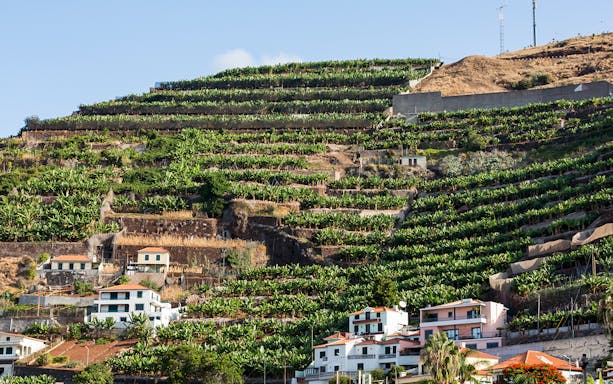 Terraced vineyards on a hillside in Madeira, Portugal, part of the Skywalk & Professional Wine Experience.