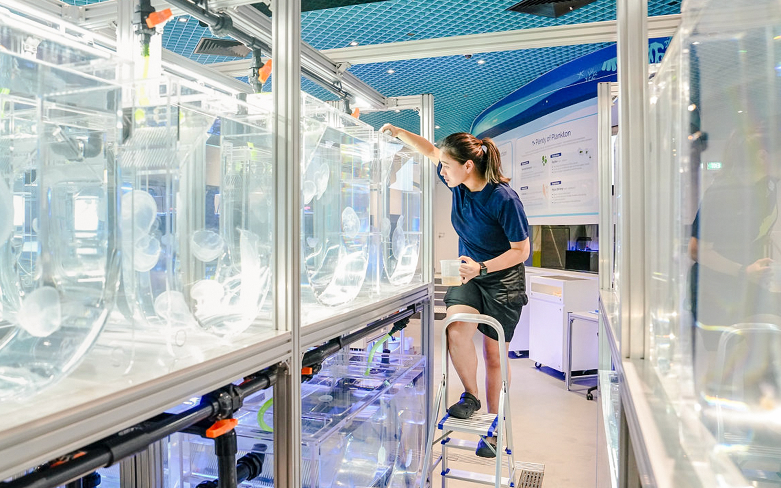 Feeding jellyfish at Singapore Oceanarium exhibit.