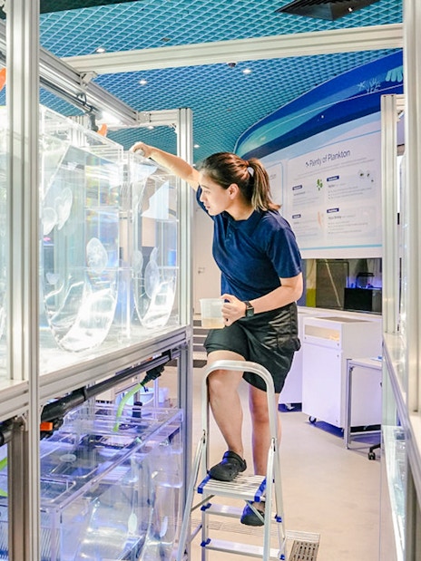 Feeding jellyfish at Singapore Oceanarium exhibit.