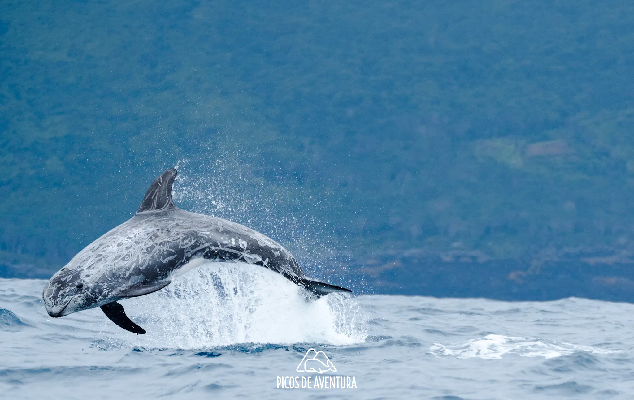 Wild dolphin leaping from ocean near São Miguel, Ponta Delgada.