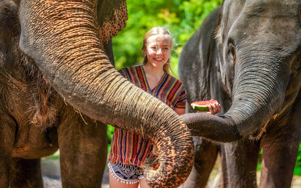 Woman feeding elephants at Elephant Jungle Sanctuary, Phuket, Thailand.