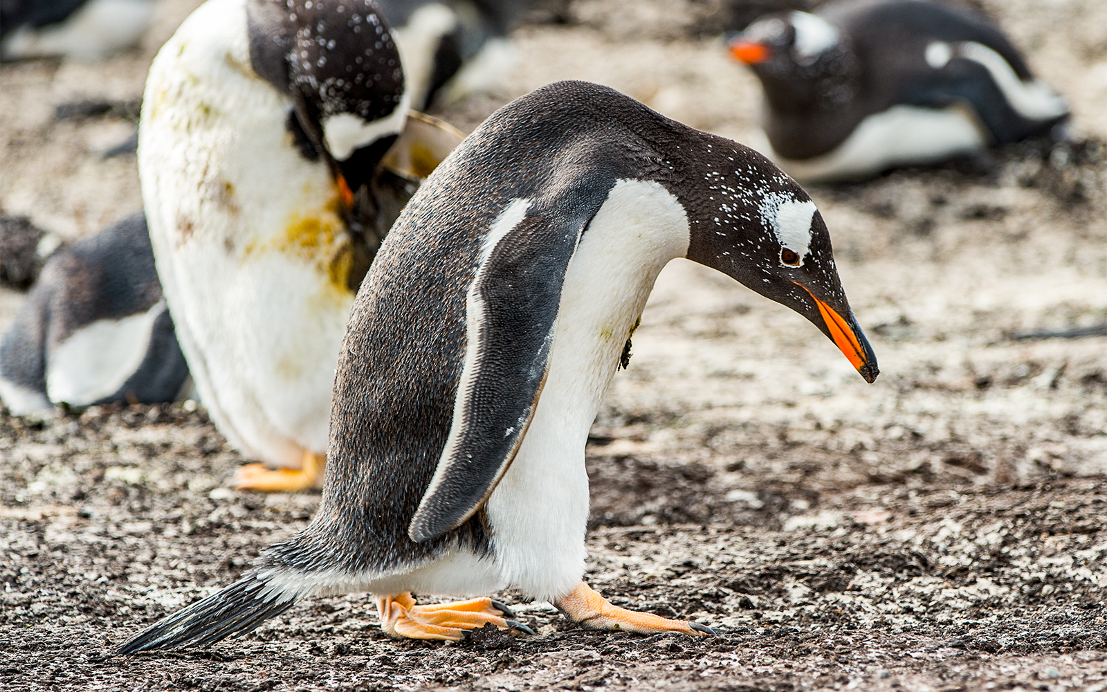 Penguins swimming and playing at Genoa Aquarium, Italy.