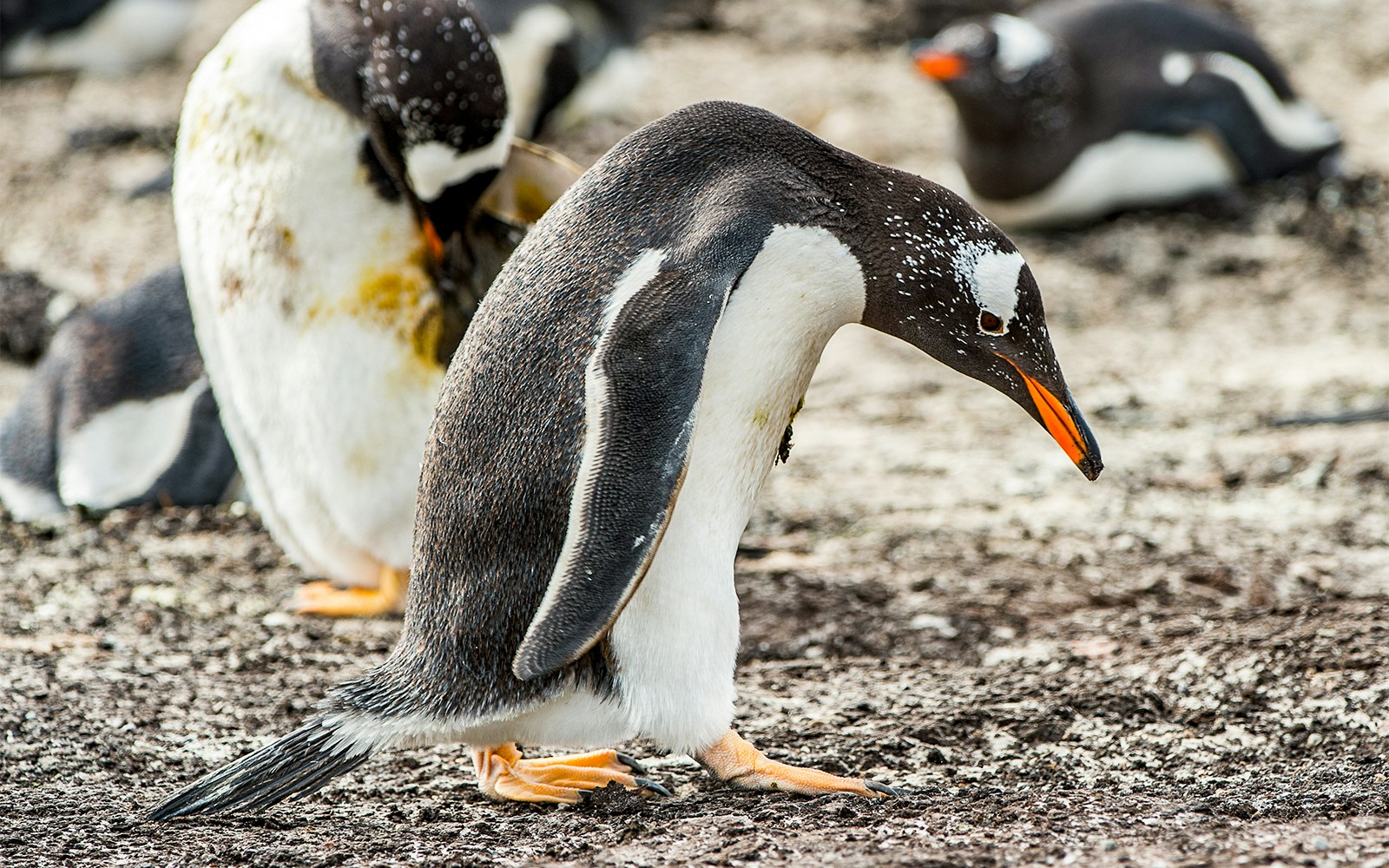 Genoa Aquarium - Penguins