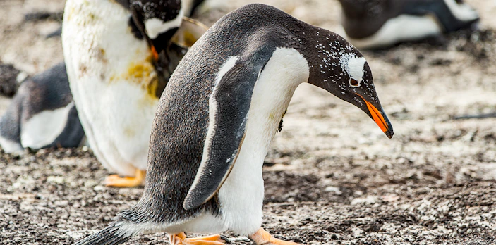 Gentoo penguins at Genoa Aquarium exhibit.