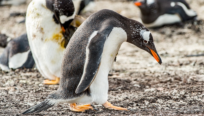 Penguins swimming and playing at Genoa Aquarium, Italy.