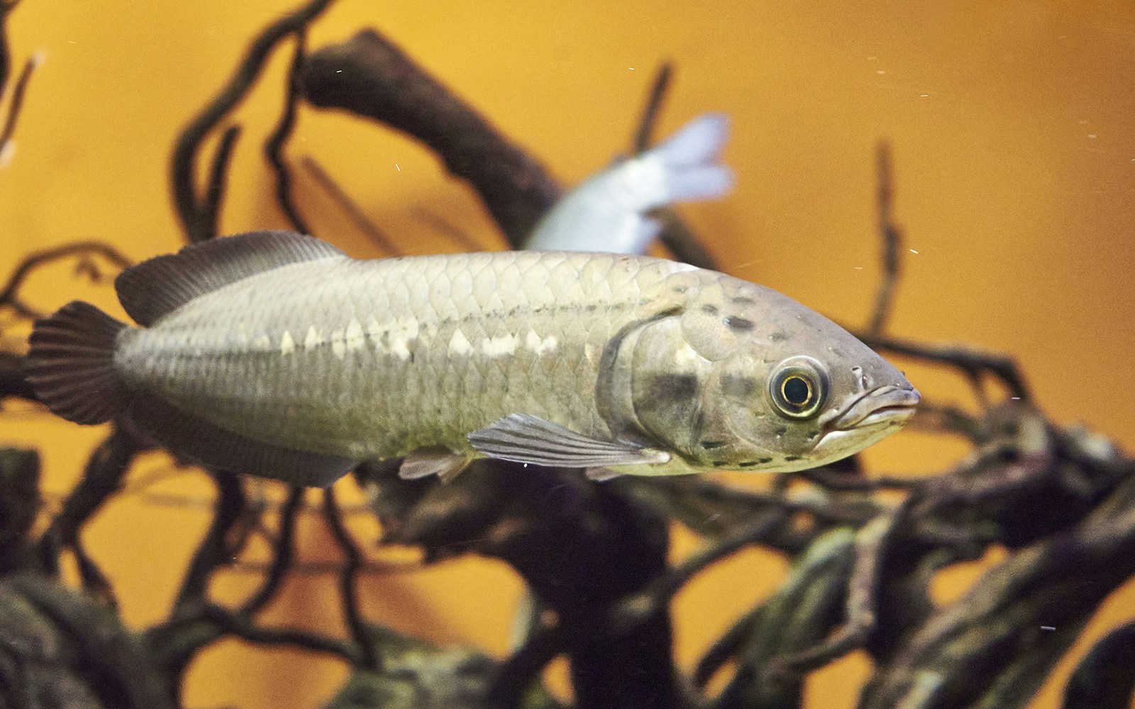 Fish swimming near submerged branches in the Nile River.