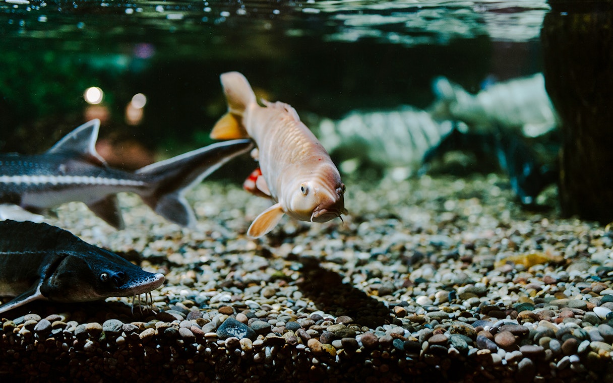 Fish swimming in an aquarium at Sea Life Brighton.