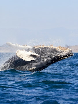 Humpback whale breaching in ocean waters.