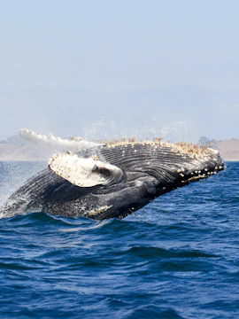 Humpback whale breaching in ocean waters.