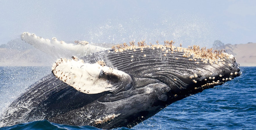 Vancouver Walbeobachtungstouren