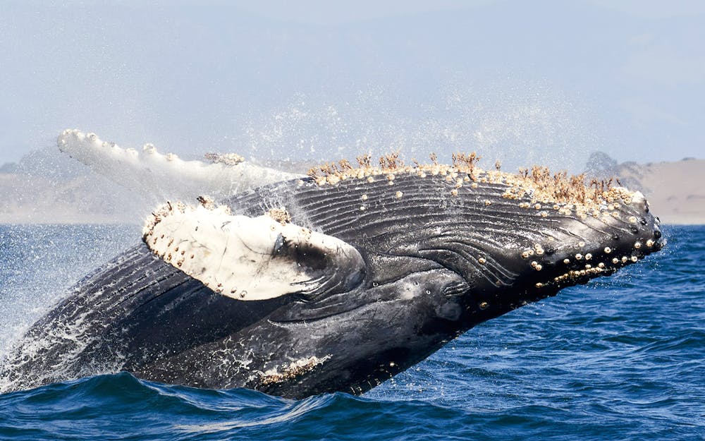 Humpback whale breaching near Vancouver during a whale watching tour.