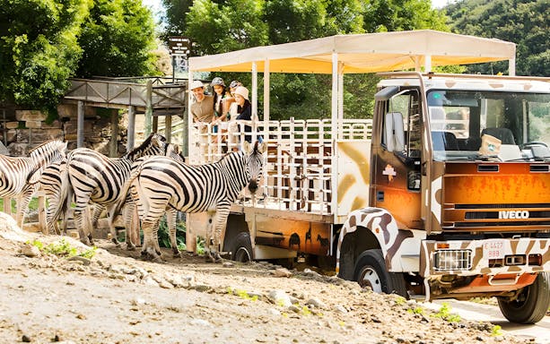 Safari truck with tourists observing zebras at Selwo Aventura park, Estepona, Spain.