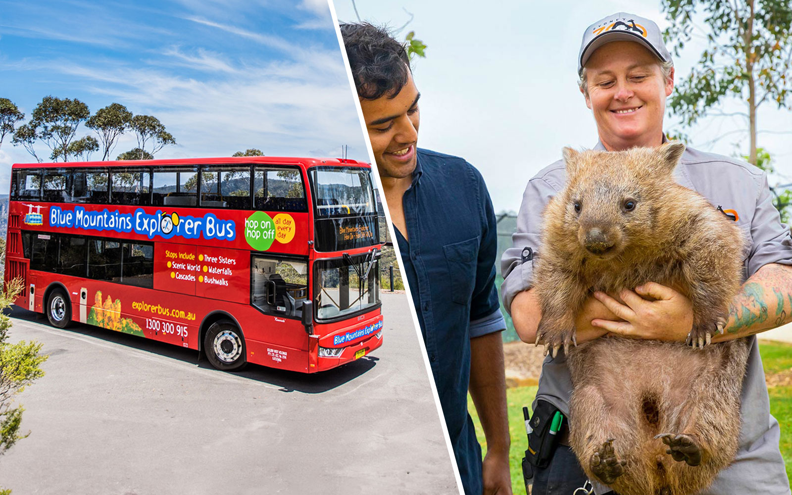 Blue Mountains Explorer Bus and a person holding a wombat during the Hop-On Hop-Off Tour.