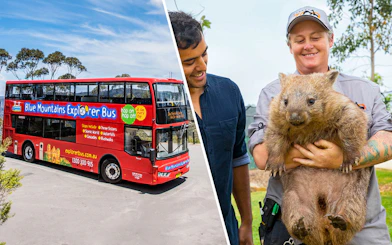 Blue Mountains Explorer Bus and a person holding a wombat during the Hop-On Hop-Off Tour.