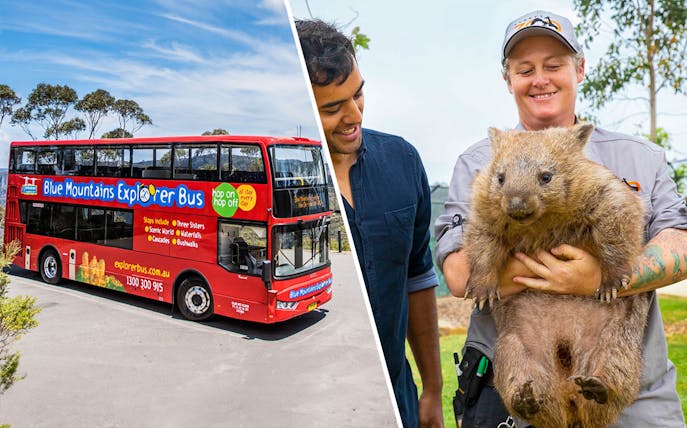 Blue Mountains Explorer Bus and a person holding a wombat during the Hop-On Hop-Off Tour.