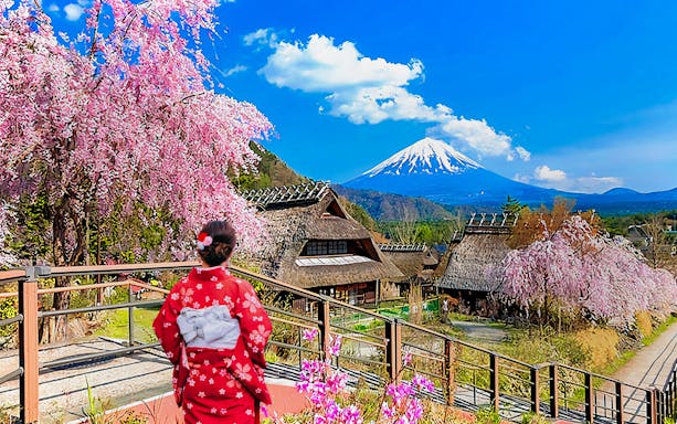 Traditional thatched-roof houses with cherry blossoms and Mount Fuji in Japan.