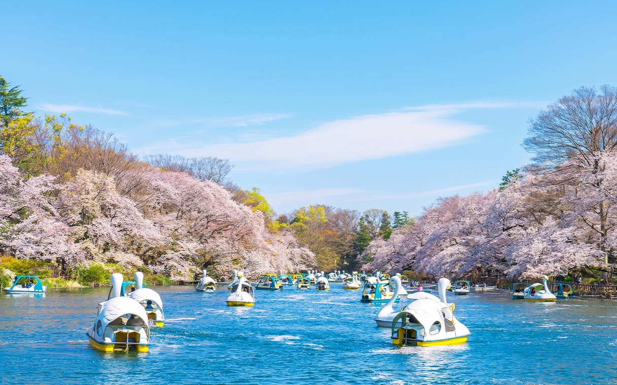 Swan boats on the lake surrounded by cherry blossoms at Ueno Park, Tokyo.