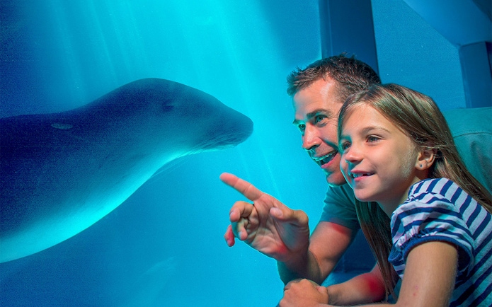 Father and daughter observing a seal at SEA LIFE Sunshine Coast.