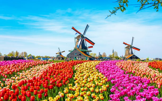 Zaanse Schans windmills along the river in the Netherlands.