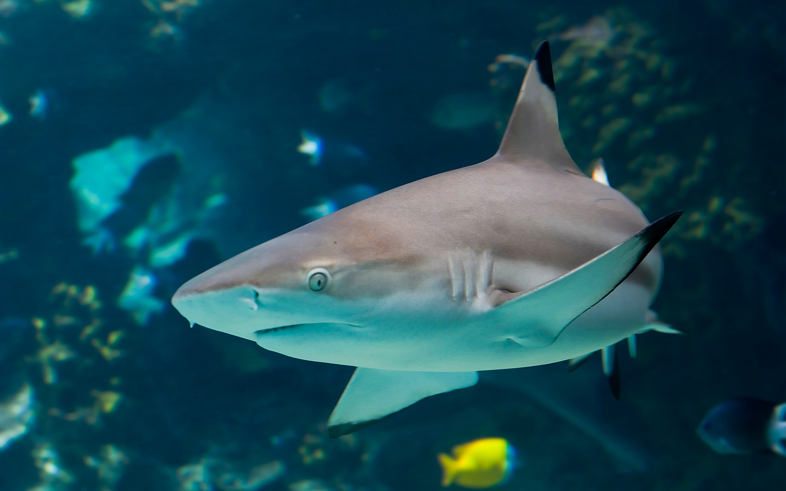 Shark swimming in Langkawi Underwater World aquarium.