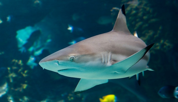Sunken Ship Exhibit in Langkawi Underwater World